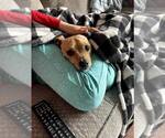 Small #5 Chihuahua Mix