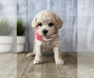 Poodle (Toy) Puppy for sale in ORO VALLEY, AZ, USA