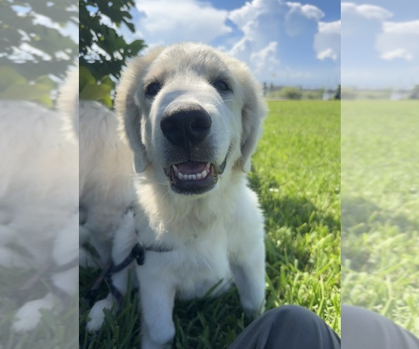 Medium Photo #6 Great Pyrenees Puppy For Sale in ORMOND BEACH, FL, USA