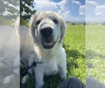 Small #5 Great Pyrenees
