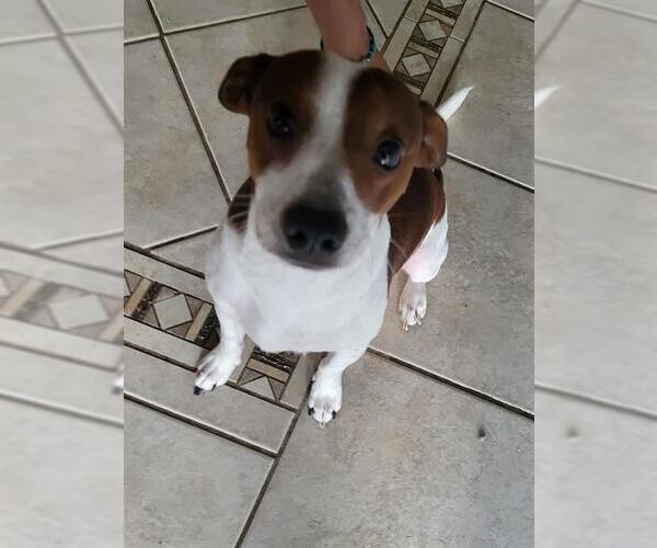 Medium Photo #1 Chihuahua-Unknown Mix Puppy For Sale in San Antonio, TX, USA