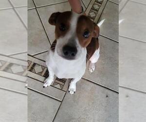 Chihuahua-Unknown Mix Dogs for adoption in San Antonio, TX, USA