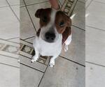 Small Chihuahua Mix