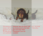 Small Photo #16 Dachshund Puppy For Sale in HUNTINGTON BEACH, CA, USA