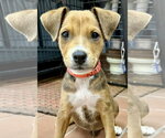Small #3 Mutt