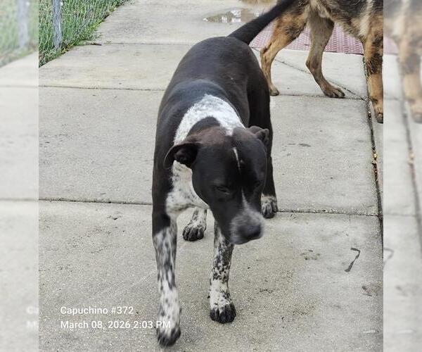 Medium Photo #1 American Staffordshire Terrier-Unknown Mix Puppy For Sale in San Antonio, TX, USA