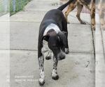 Small American Staffordshire Terrier Mix
