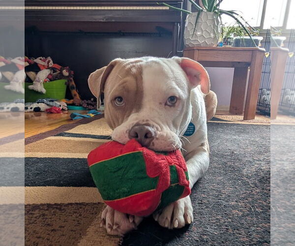 Medium Photo #4 American Pit Bull Terrier-Unknown Mix Puppy For Sale in Rochester, NY, USA