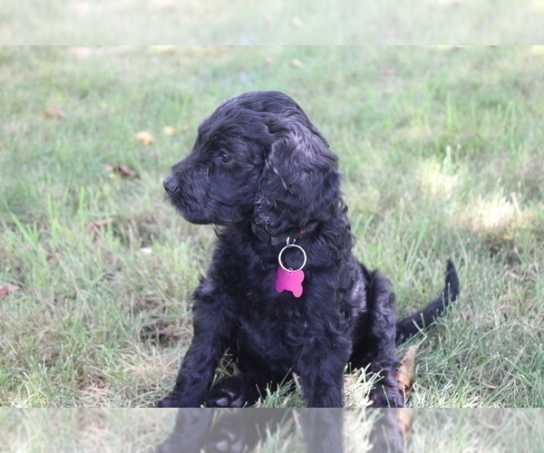Medium Photo #49 Goldendoodle Puppy For Sale in HOWARD CITY, MI, USA