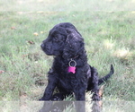 Small Photo #49 Goldendoodle Puppy For Sale in HOWARD CITY, MI, USA