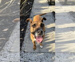 Small #14 Boxer Mix
