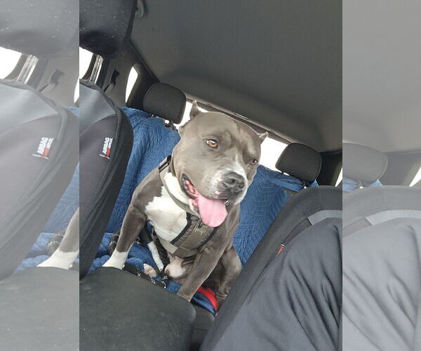 Medium Photo #16 American Pit Bull Terrier-Unknown Mix Puppy For Sale in Princeton, MN, USA