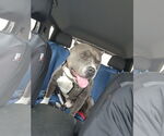 Small #15 American Pit Bull Terrier Mix