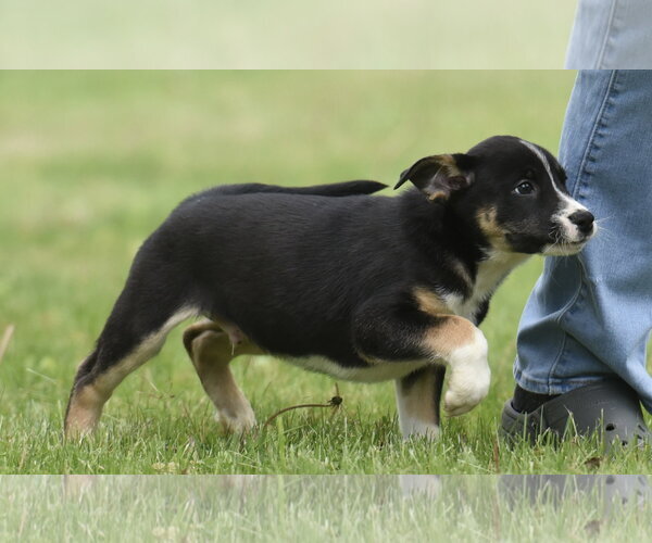 Medium Photo #1 Australian Shepherd-Unknown Mix Puppy For Sale in Mechanicsburg, PA, USA