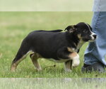 Small Australian Shepherd Mix