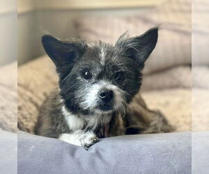 Mutt Dogs for adoption in Spring Lake, NC, USA