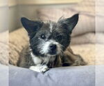 Small Mutt