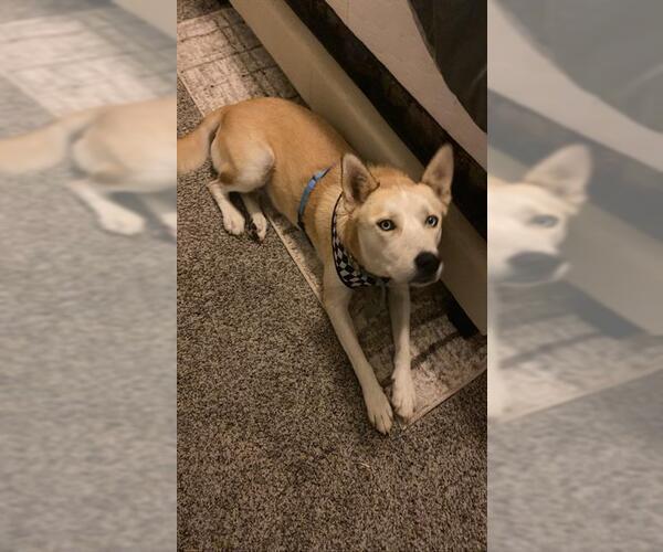 Medium Photo #1 Scottish Collisky Puppy For Sale in San Antonio, TX, USA