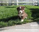 Puppy 4 Miniature American Shepherd