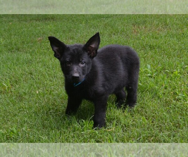 Medium Photo #3 German Shepherd Dog Puppy For Sale in POWDER SPRINGS, GA, USA