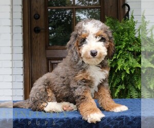 Bernedoodle (Miniature) Puppy for sale in NARVON, PA, USA