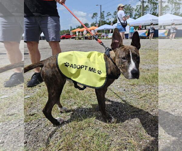 Medium Photo #5 Mutt Puppy For Sale in  Gainesville, FL, USA