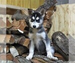 Small Photo #1 Siberian Husky Puppy For Sale in CATAWISSA, PA, USA