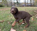 Small #8 Doberman Pinscher