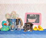 Puppy Yesenia Chihuahua
