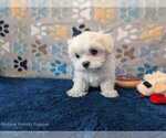 Small #11 Maltese