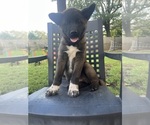 Small #2 Akita