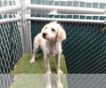 KANDY - Female Mutt Dog for Adoption - Small photo