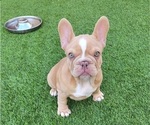 Small #21 French Bulldog