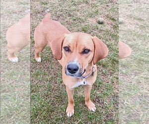 Labrador Retriever-Unknown Mix Dogs for adoption in St. Louis Park, MN, USA