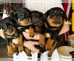 Rottweiler Puppy for sale in VALLEY CENTER, KS, USA
