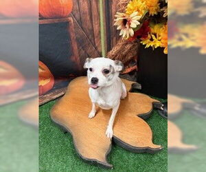 Chihuahua Dogs for adoption in Globe, AZ, USA