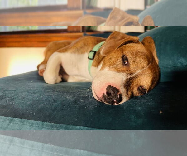 Medium Photo #4 Doxle Puppy For Sale in Princeton, MN, USA