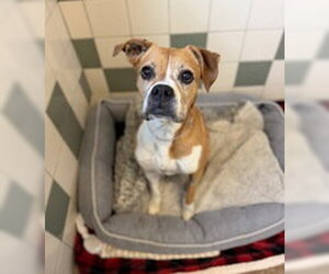 Boxer Dogs for adoption in Salinas, CA, USA