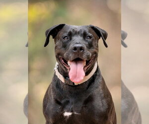 Radar - Adopt  Me! - Male American Staffordshire Terrier-Unknown Mix Dog for Adoption - Photo #9