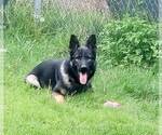 Small #4 German Shepherd Dog
