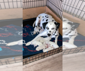 Mother of the Dalmatian puppies born on 08/23/2022