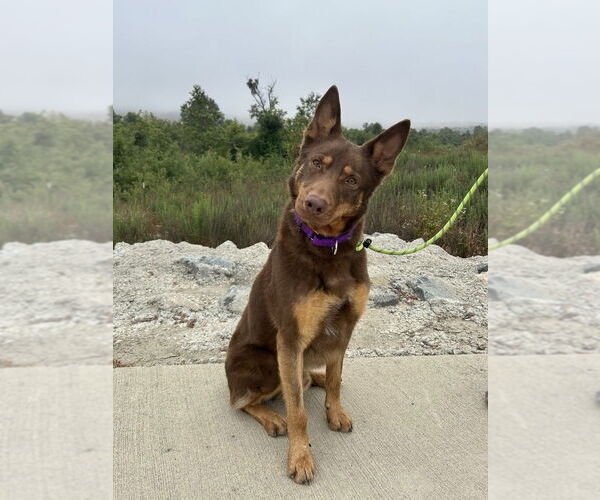 Medium Photo #4 Siberian Husky-Unknown Mix Puppy For Sale in Dana Point, CA, USA