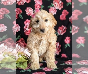 Goldendoodle (Miniature) Puppy for sale in KIRKWOOD, PA, USA
