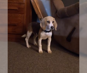 Beagle Dogs for adoption in Brooklyn Center, MN, USA