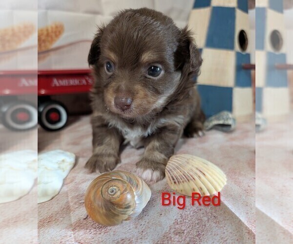 Medium Photo #3 Chihuahua Puppy For Sale in LEBANON, PA, USA