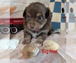 Small #2 Chihuahua