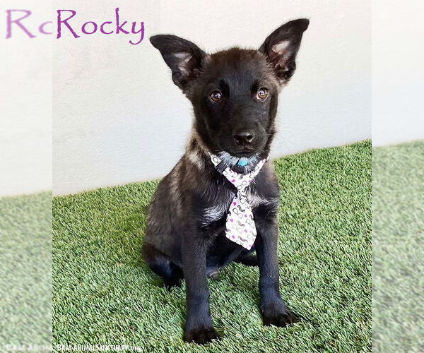 Medium Photo #1 Dutch Shepherd -Unknown Mix Puppy For Sale in San Diego, CA, USA