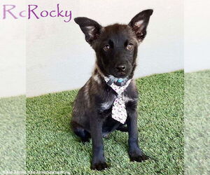Dutch Shepherd -Unknown Mix Dogs for adoption in San Diego, CA, USA