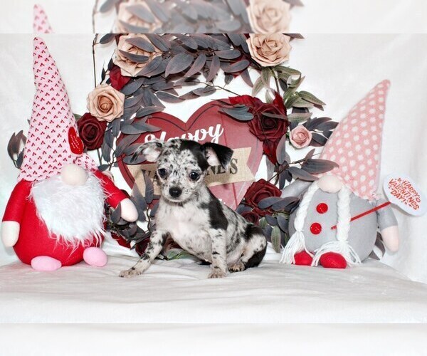 Medium Photo #42 Chihuahua Puppy For Sale in CHARLESTON, AR, USA