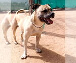 Small American Staffordshire Terrier-Boxer Mix